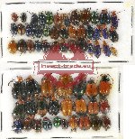 Scientific lot no. 282 Chrysomelidae (63 pcs)
