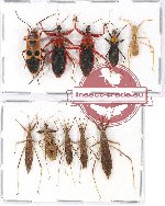 Scientific lot no. 753 Heteroptera (10 pcs)