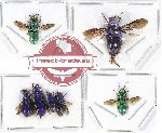 Scientific lot no. 16A Hymenoptera (Chrysididae) (7 pcs A, A-, A2)