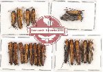 Scientific lot no. 125 Cerambycidae (19 pcs)