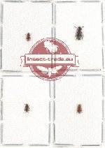 Scientific lot no. 209 Cerambycidae (4 pcs - 1 pc A-)