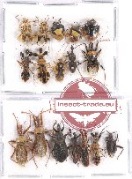 Scientific lot no. 718 Heteroptera (17 pcs)