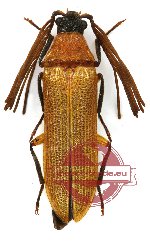 Callirhipidae sp. 1 (A2)