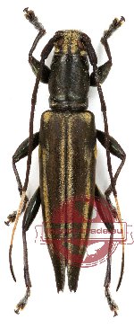 Cerambycidae sp. 34