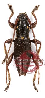 Cerambycidae sp. 35 (5 pcs A-)