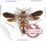 Mutilidae sp. 18 (5 pcs)