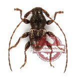 Cerambycidae sp. 33 (A2)