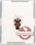Heteroptera sp. 77 (A2)