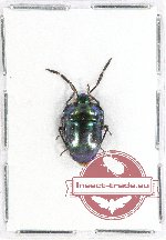 Scutellarinae sp. 47
