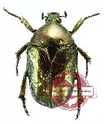 Protaetia (Calopotosia) orientalis (A-)