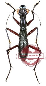 Tricondyla aptera ssp. globicollis (A-)