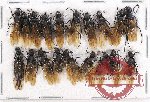 Scientific lot no. 19 Formicidae (19 pcs)