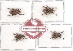 Scientific lot no. 148 Cerambycidae (4 pcs)