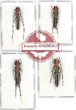 Scientific lot no. 141 Cerambycidae (4 pcs)