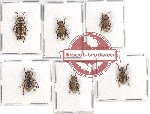 Scientific lot no. 139 Cerambycidae (6 pcs - 1 pc A2)