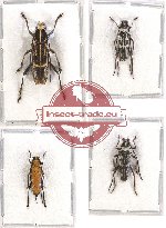 Scientific lot no. 142 Cerambycidae (4 pcs)
