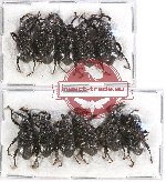 Scientific lot no. 435A Curculionidae (11 pcs)