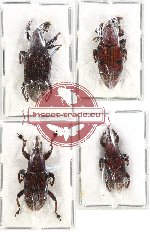 Scientific lot no. 434 Curculionidae (4 pcs)