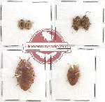 Scientific lot no. 731 Heteroptera (6 pcs)