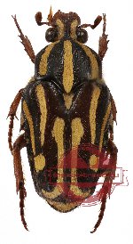 Ixorida (Mecinonota) regia ssp. engganica (A2)