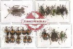 Scientific lot no. 23 Chrysomelidae (19 pcs)