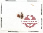 Scientific lot no. 353 Carabidae (2 pcs)