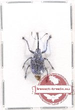 Attelabidae sp. 6