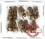 Scientific lot no. 265 Hymenoptera (10 pcs)