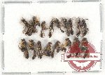 Scientific lot no. 263 Hymenoptera (18 pcs)