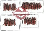 Scientific lot no. 135 Cerambycidae (25 pcs)