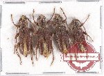 Scientific lot no. 208 Cerambycidae (4 pcs A2)