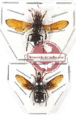 Scientific lot no. 279 Hymenoptera (2 pcs)