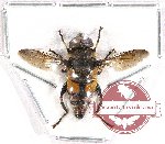 Diptera sp. 44