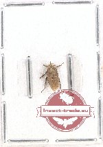 Membracinae sp. 14 (A2)