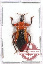 Reduviidae sp. 19