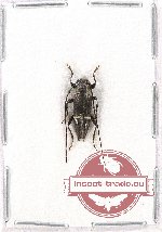 Cerambycidae sp. 71