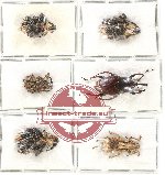 Scientific lot no. 432 Curculionidae (6 pcs)