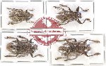 Scientific lot no. 163 Cerambycidae (4 pcs)