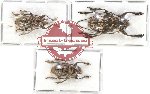 Scientific lot no. 192 Cerambycidae (3 pcs)