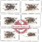 Scientific lot no. 173 Cerambycidae (6 pcs)