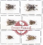 Scientific lot no. 172 Cerambycidae (6 pcs - 1 pc A2)