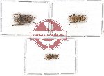 Scientific lot no. 195 Cerambycidae (3 pcs)