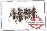 Scientific lot no. 187 Cerambycidae (5 pcs A-/A2)