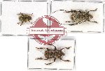 Scientific lot no. 204 Cerambycidae (3 pcs)