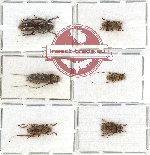 Scientific lot no. 179 Cerambycidae (6 pcs - 1 pc A2)