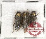 Scientific lot no. 166 Cerambycidae (Glenea sp.) (3 pcs A2)