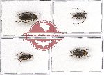 Scientific lot no. 157 Cerambycidae (Glenea spp.) (4 pcs - 1 pc A2)