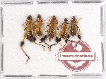 Scientific lot no. 188 Cerambycidae (5 pcs A-, A2)