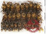 Scientific lot no. 262 Hymenoptera (26 pcs)