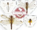 Scientific lot no. 11 Odonata (small species) (4 pcs)